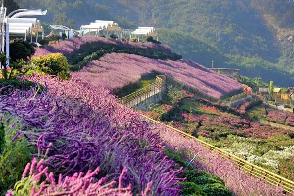 新津花舞人間<a href='http://m.herve-coubeau.com/' target=_blank>旅游攻略</a> 附門(mén)票價(jià)格及交通指南