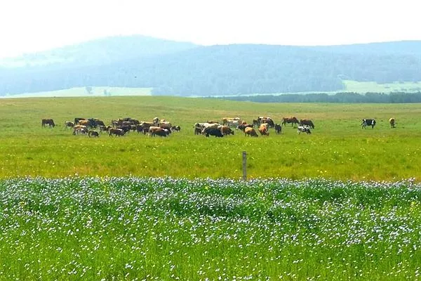 御道口<a href='http://m.herve-coubeau.com/' target=_blank>旅游攻略</a> 去御道口草原怎么走
